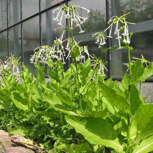 Tabaco del bosque (Nicotiana sylvestris) 
