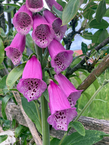 Roter Fingerhut (Digitalis purpurea) 