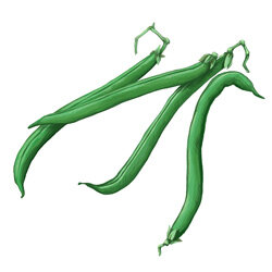 Una ilustración de judías