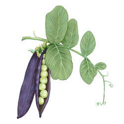 Una ilustración de una vaina de guisante