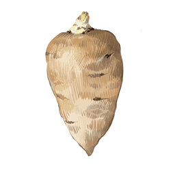 Una ilustración del perifollo tuberoso