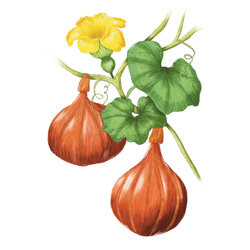 Una ilustración de la calabaza Hokkaido