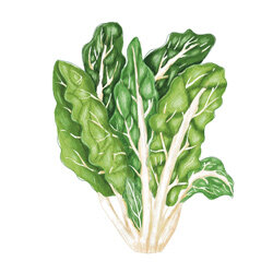 Una ilustración de la acelga de penca blanca
