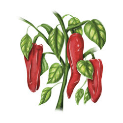 Una ilustración de una planta de pimiento
