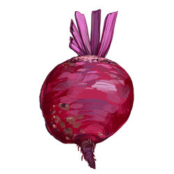 Una ilustración de una remolacha roja