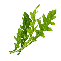 Una ilustración de la rúcula