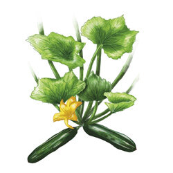 Una ilustración de una planta de calabacín