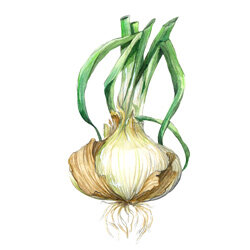 Una ilustración de una cebolla dulce