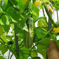 Pepino para conserva  "Vorgebirgstrauben" (Cucumis sativus) semillas