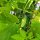 Pepino para conserva  "Vorgebirgstrauben" (Cucumis sativus) semillas