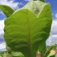 Tabaco Virginia Virginia Gold (Nicotiana tabacum) orgánico semillas