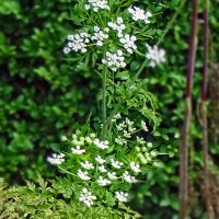 Perifollo bulboso (Chaerophyllum bulbosum) orgánico semillas