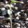 Perifollo bulboso (Chaerophyllum bulbosum) orgánico semillas