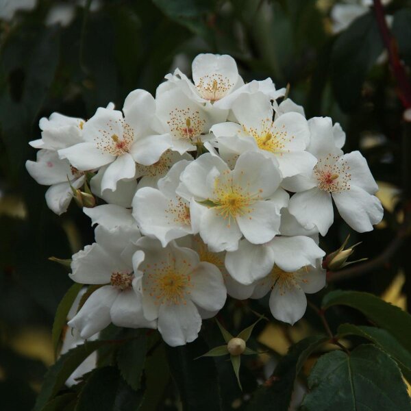 Rosa mosqueta  (Rosa moschata) semillas