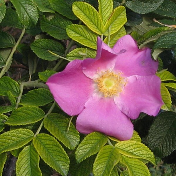 Rosa rugosa/ Rosa japonesa (Rosa rugosa) semillas