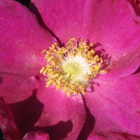 Rosa rugosa/ Rosa japonesa (Rosa rugosa) semillas