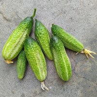 Pepino para conserva  "Vorgebirgstrauben" (Cucumis sativus) organico semillas