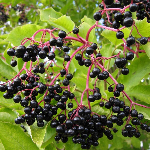 Saúco (Sambucus nigra) semillas