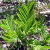 Saúco (Sambucus nigra) semillas