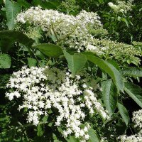 Saúco (Sambucus nigra) semillas