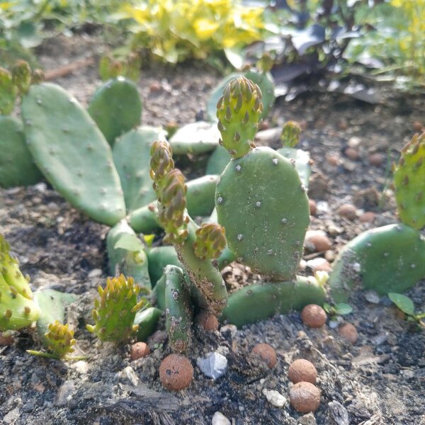 Higo chumbo enano  (Opuntia humifusa) semillas