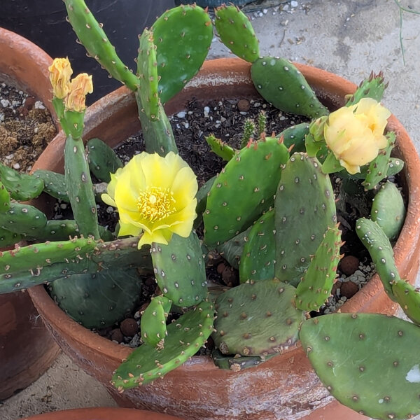 Higo chumbo enano  (Opuntia humifusa) semillas