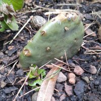 Higo chumbo enano  (Opuntia humifusa) semillas