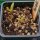 Higo chumbo enano  (Opuntia humifusa) semillas