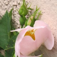 Dog Rose (Rosa canina) semillas
