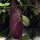 Aristoloquia (Aristolochia littoralis) semillas