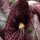 Aristoloquia (Aristolochia littoralis) semillas