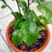 Combava (Citrus hystrix) semillas