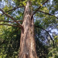 Secouya gigante (Sequoiadendron giganteum) semillas