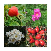 Fragantes rosas silvestres - Set de regalo de semillas