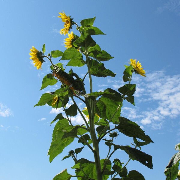 Girasol “Peredovick” (Helianthus annuus) Orgánico semillas