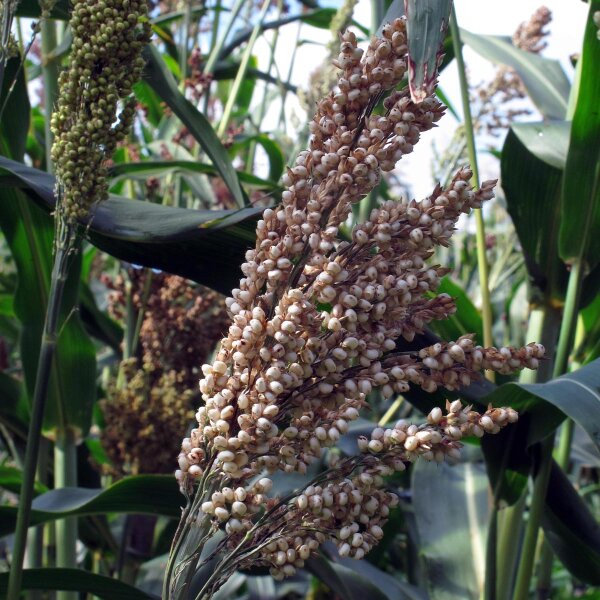 Sorgo dulce (Sorghum bicolor) semillas