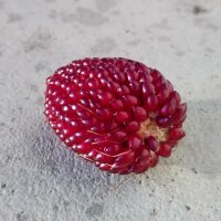 Maíz fresa (Zea mays japonica) semillas