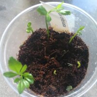 Naranjo trifoliado  (Poncirus trifoliata) semillas