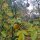 Naranjo trifoliado  (Poncirus trifoliata) semillas