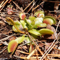 Venus Flytrap (Dionaea muscipula) semillas