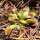 Venus Flytrap (Dionaea muscipula) semillas