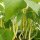 Judía amarilla "Dior" (Phaseolus vulgaris) orgánica semillas