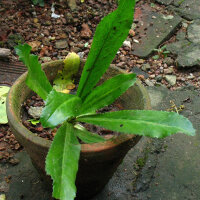 Long Coriander/ Culantro (Eryngium foetidum) seeds