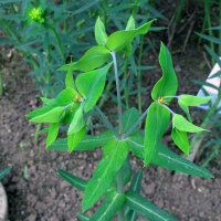 Caper Spurge (Euphorbia lathyris) organic semillas