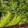 Apio "Green Utah" (Apium graveolens) orgánico semillas