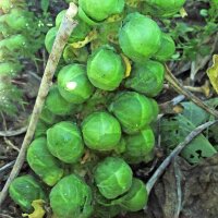 Col de Bruselas "Groninger" (Brassica oleracea) orgánica semillas