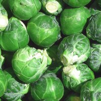 Col de Bruselas "Groninger" (Brassica oleracea) orgánica semillas