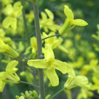 Col de Bruselas "Groninger" (Brassica oleracea) orgánica semillas