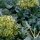 Brócoli Calabrese (Brassica oleracea) orgánico semillas