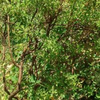 Jara estepa (Cistus incanus ssp. tauricus) semillas